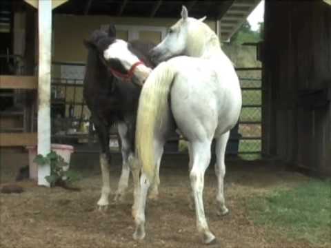 2 Guys 1 Horse Video